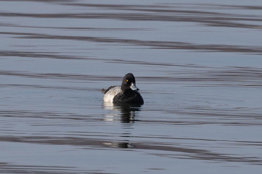 Lesser Scaup - ML646467992