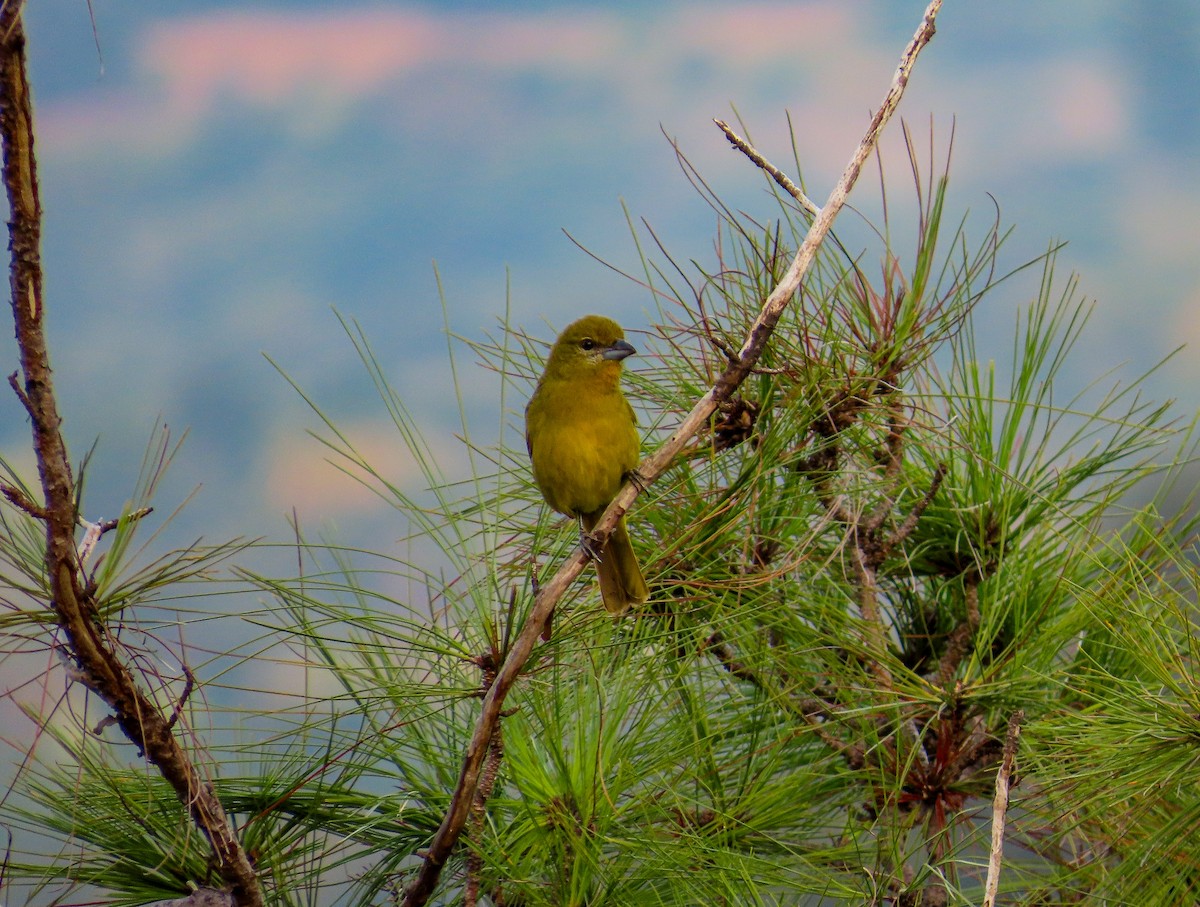Hepatic Tanager - ML646467994