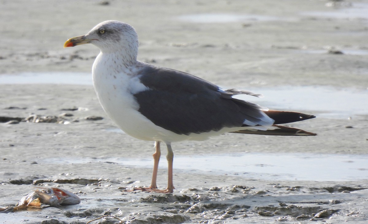 ニシセグロカモメ - ML646467998