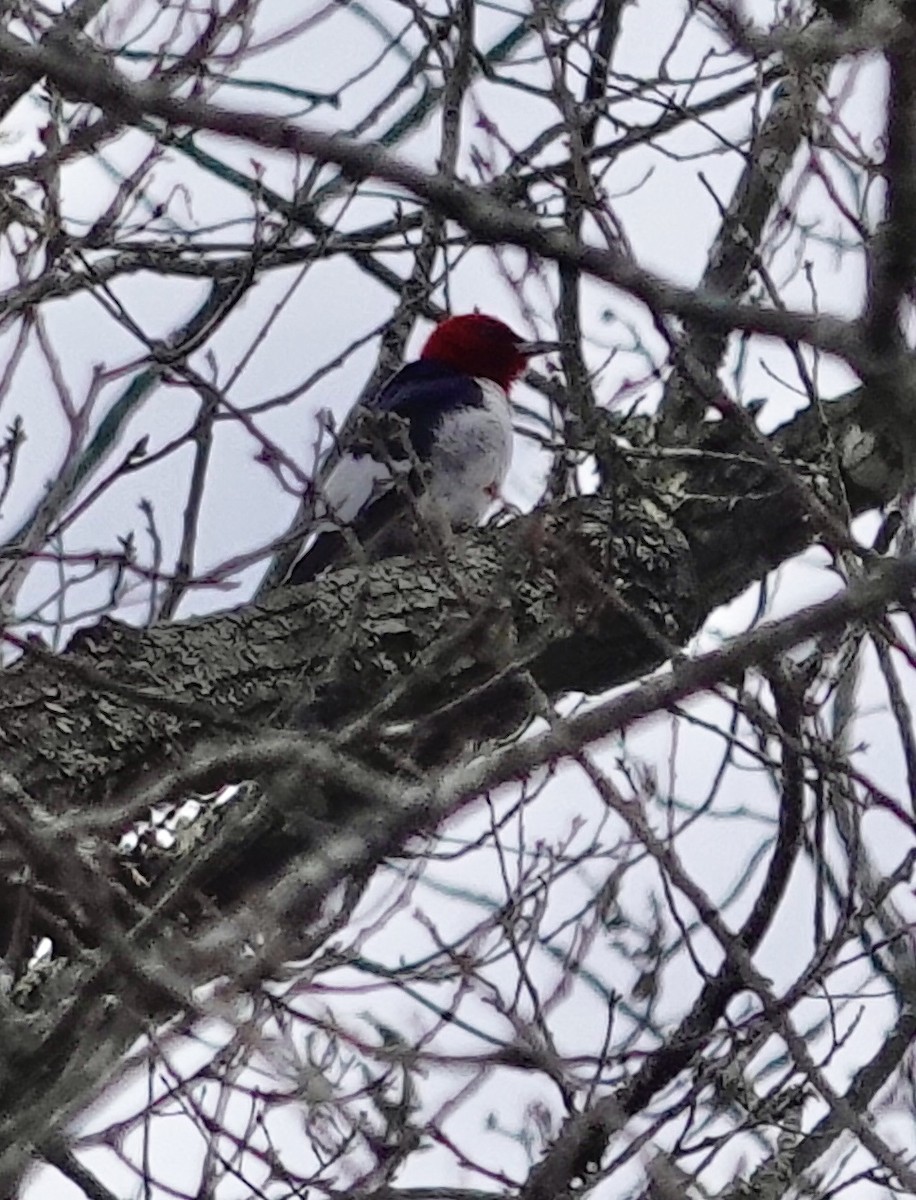 Red-headed Woodpecker - ML646467999