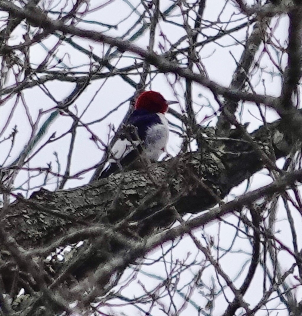 Red-headed Woodpecker - ML646468000