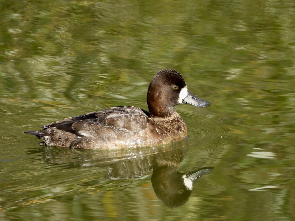 Lesser Scaup - ML646468001