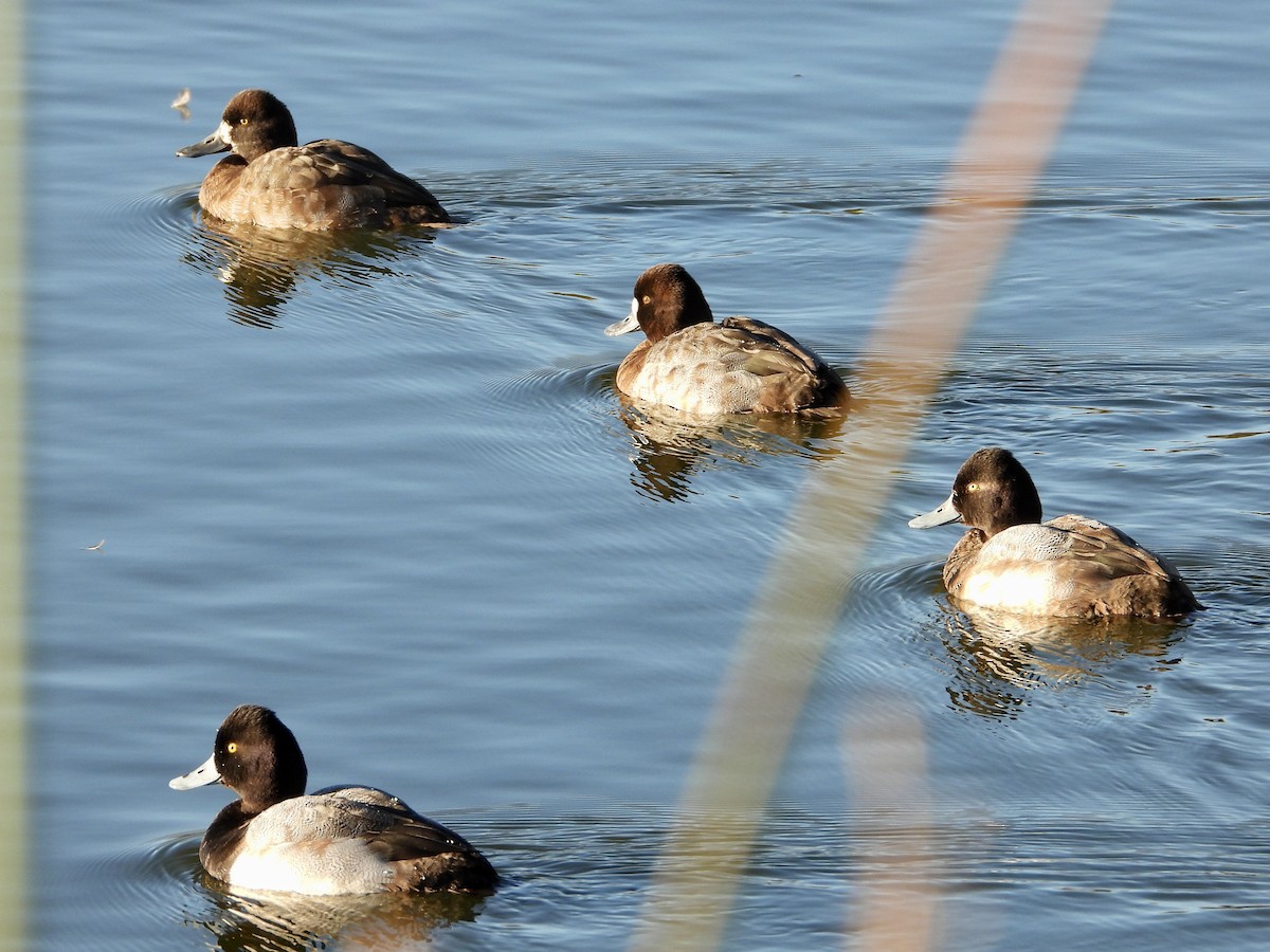 Lesser Scaup - ML646468002