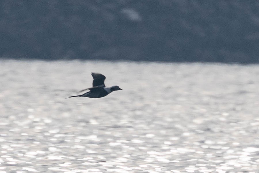 Moretta codona - ML646468003