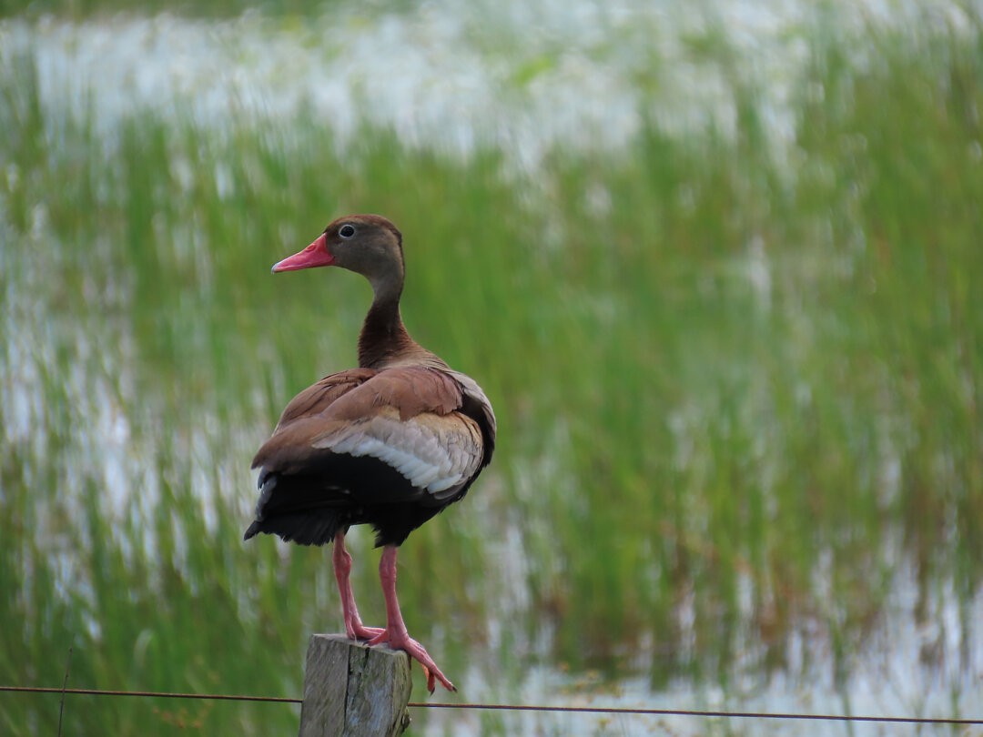 アカハシリュウキュウガモ - ML646468004