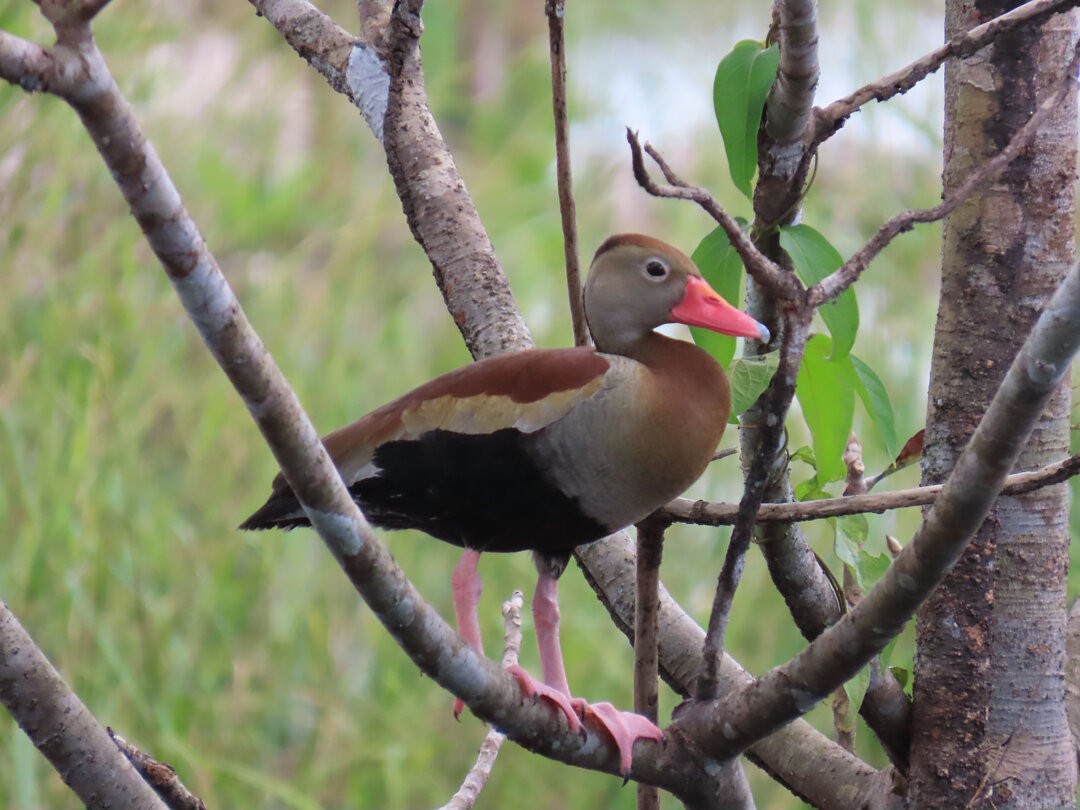 アカハシリュウキュウガモ - ML646468005