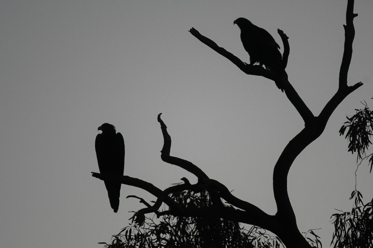 Wedge-tailed Eagle - ML646468006