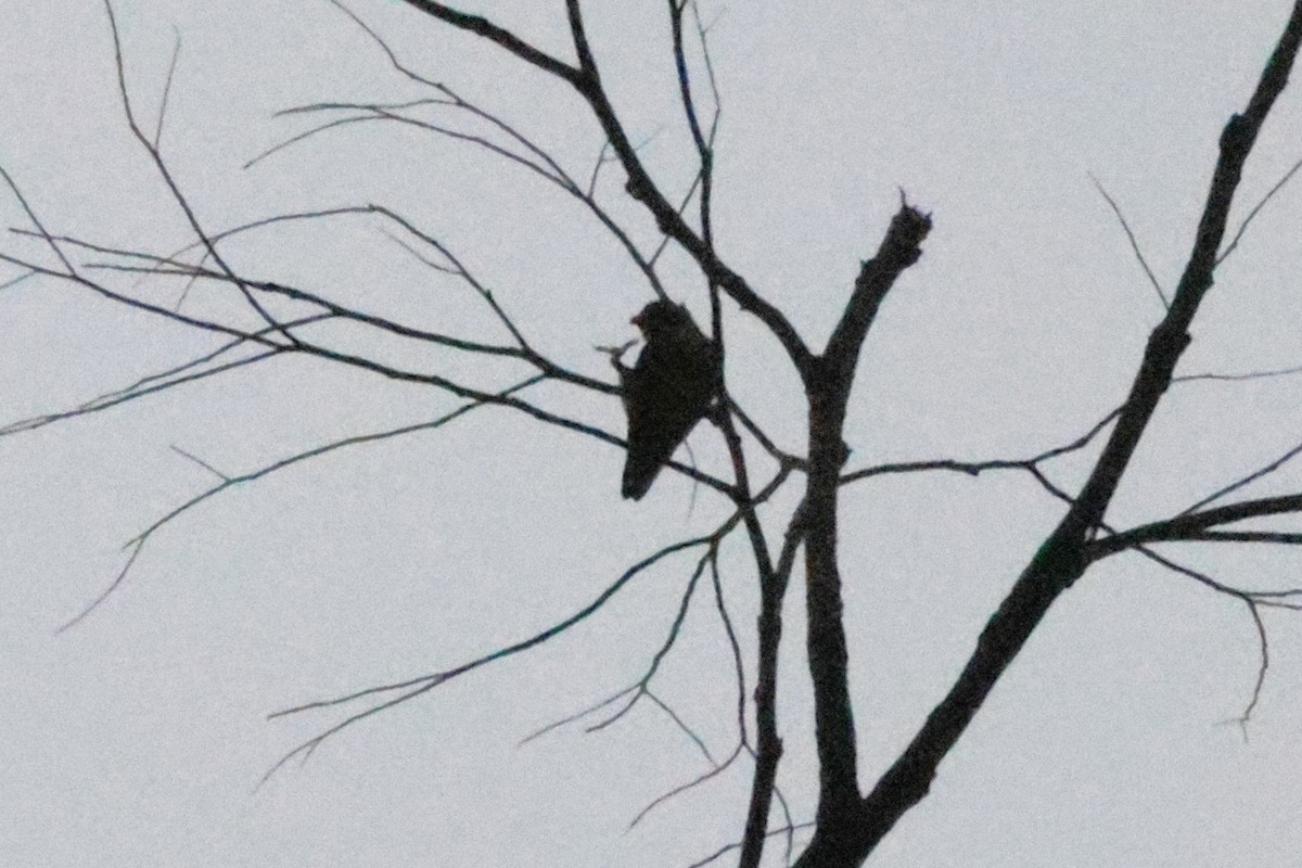 lorikul korunkatý - ML646468007