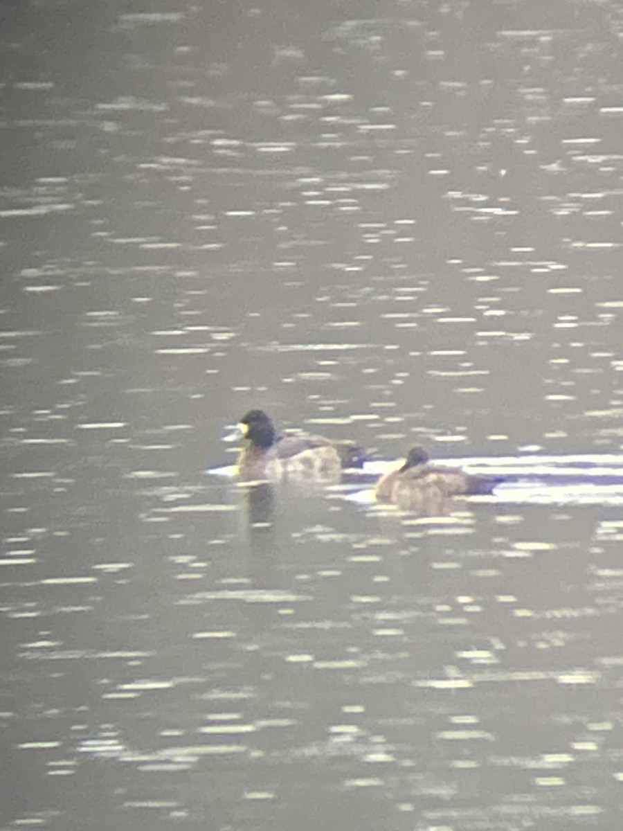 Lesser Scaup - ML646468010