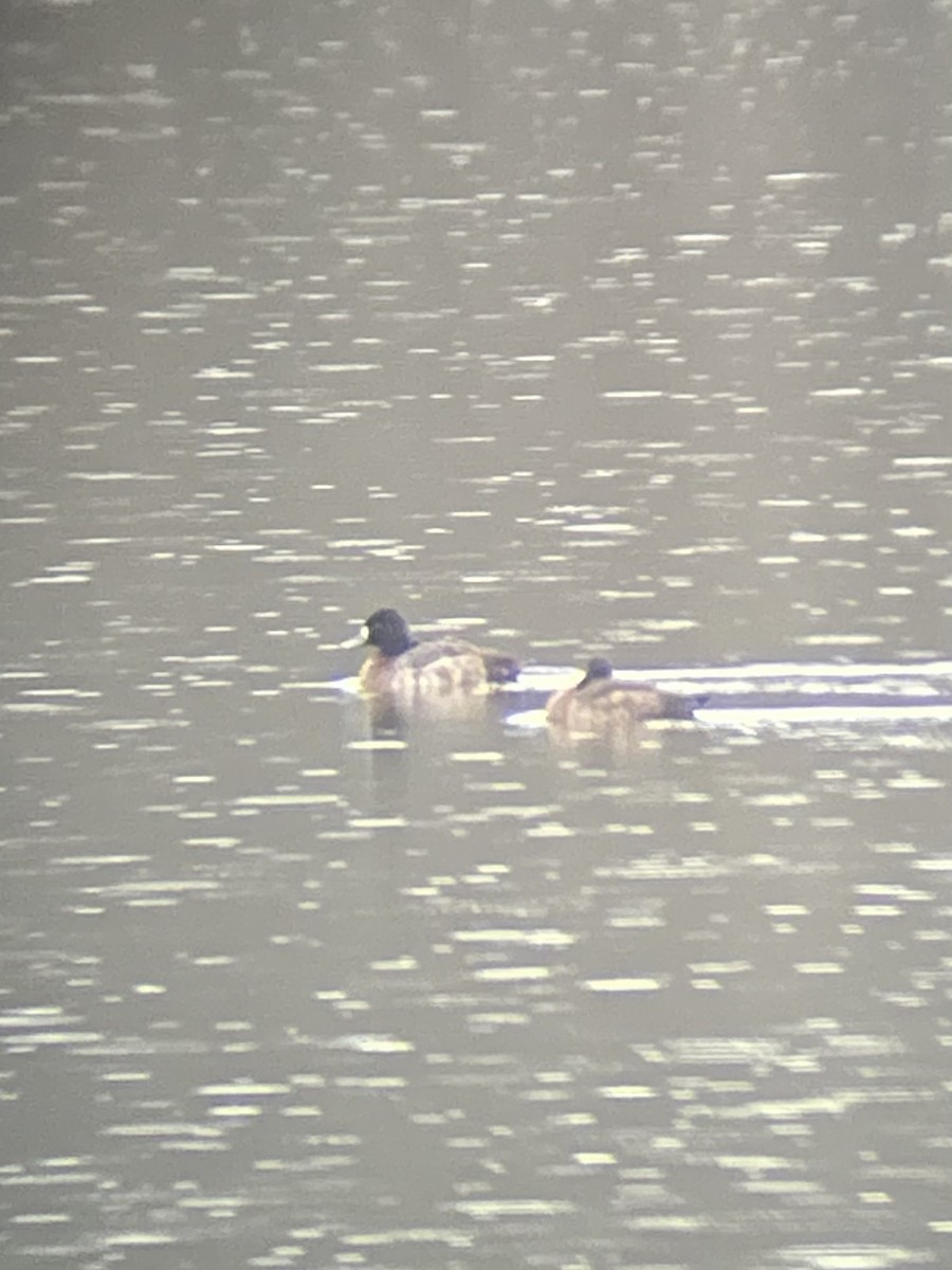 Lesser Scaup - ML646468011