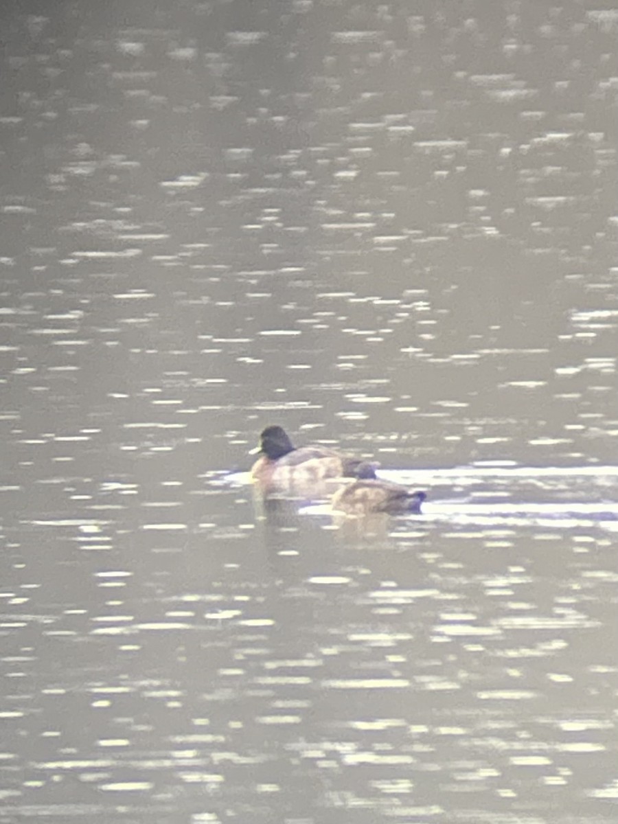 Lesser Scaup - ML646468012
