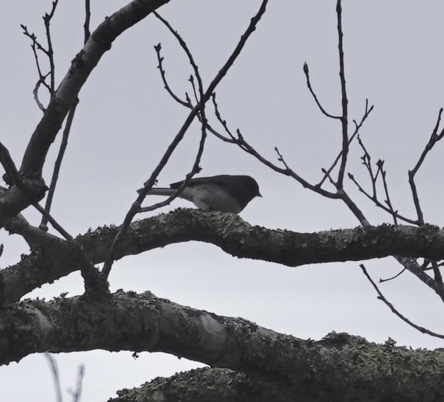 Dark-eyed Junco - ML646468018