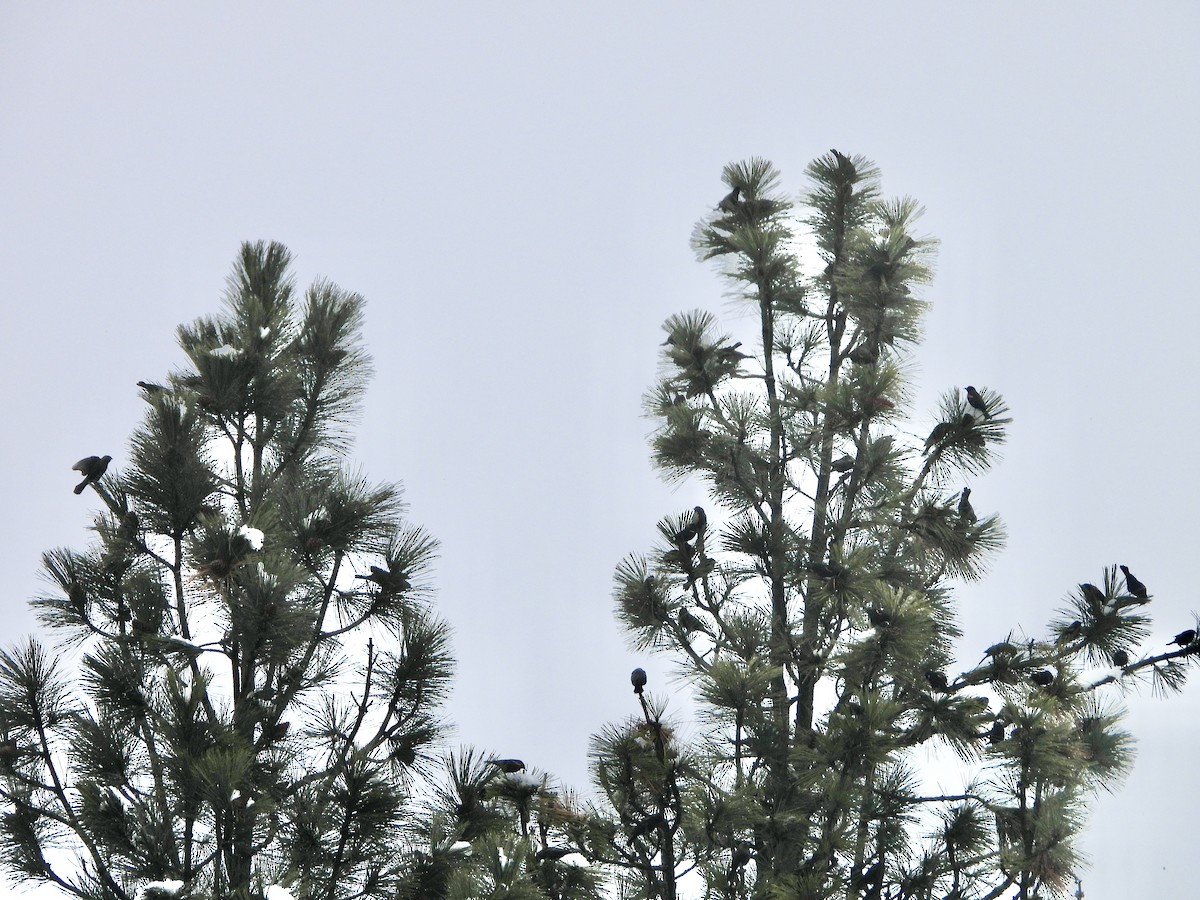 vlhovec červenokřídlý - ML646468020