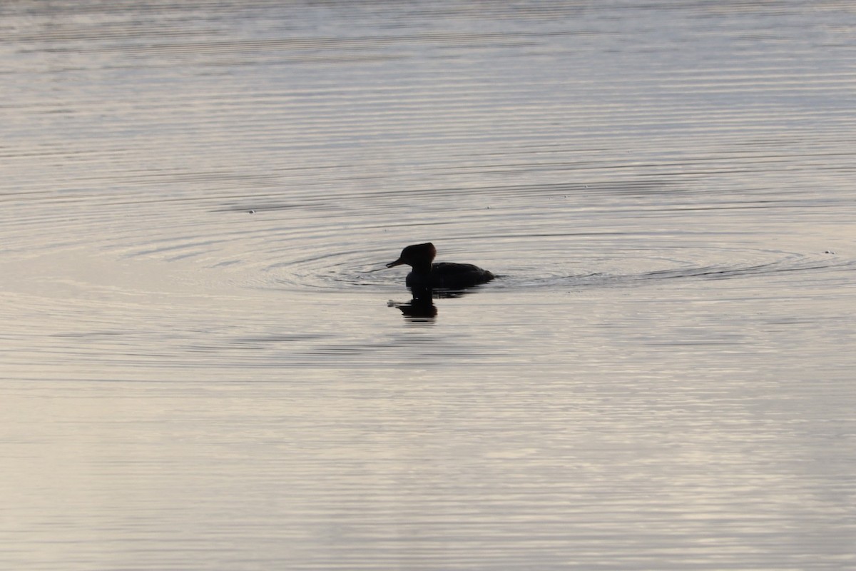 morčák chocholatý - ML646468022