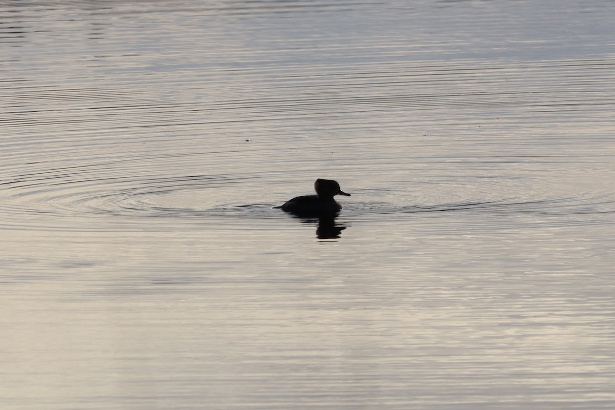 morčák chocholatý - ML646468023