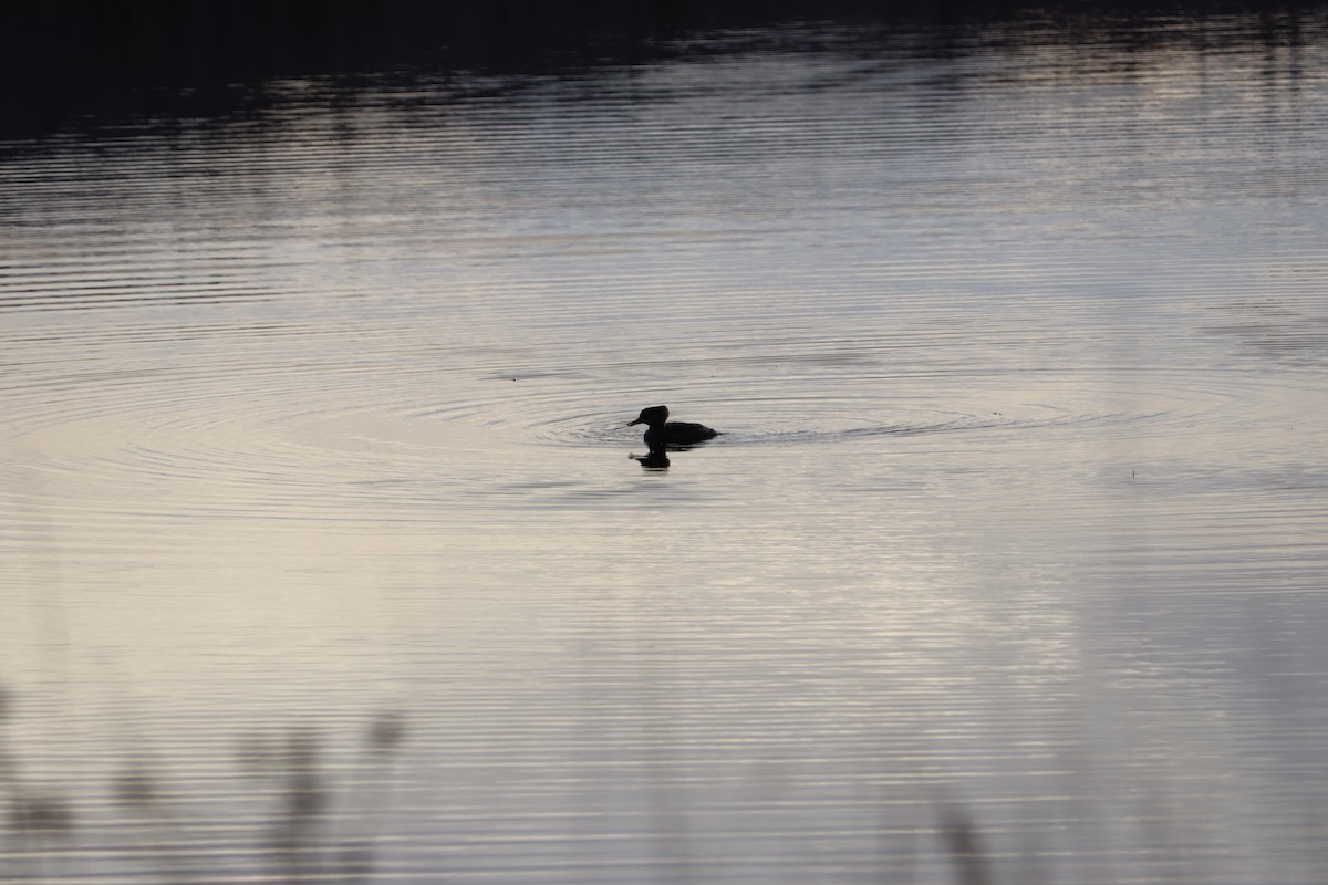 morčák chocholatý - ML646468024