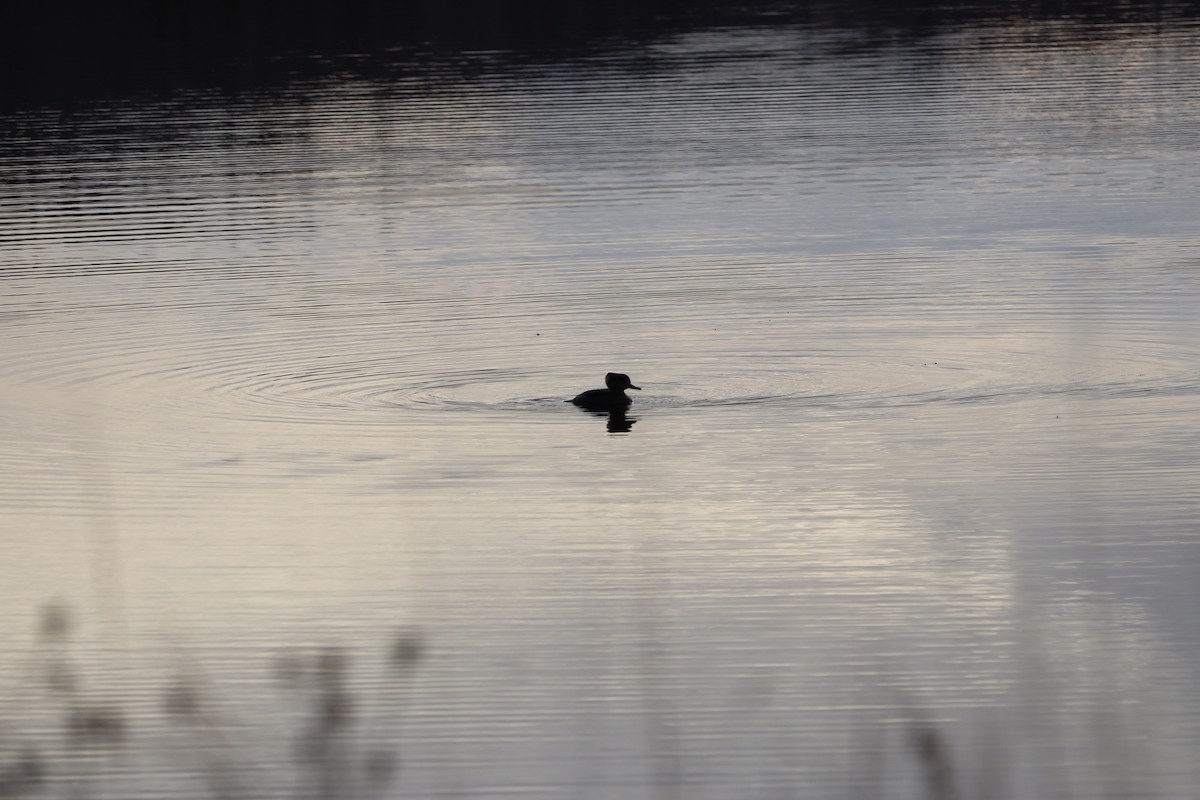 morčák chocholatý - ML646468025