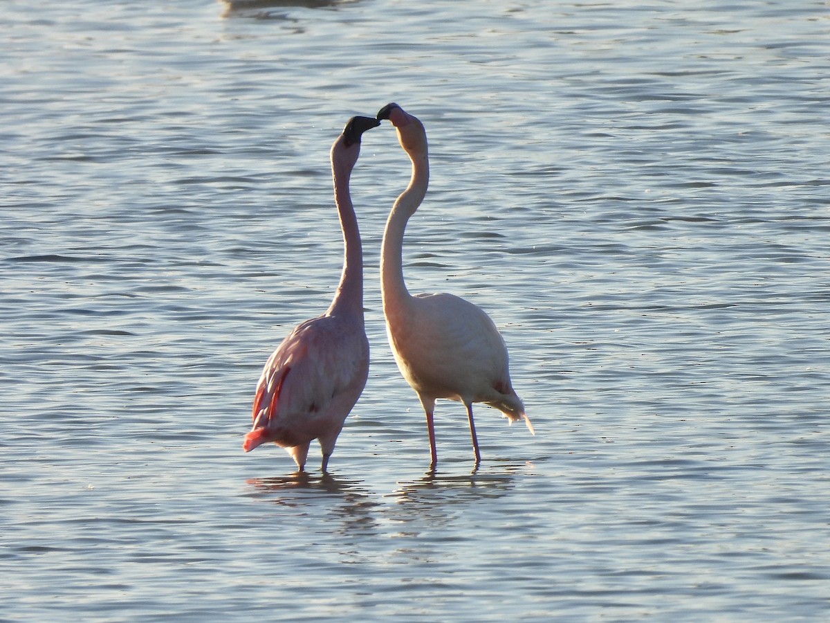 Lesser Flamingo - ML646468026