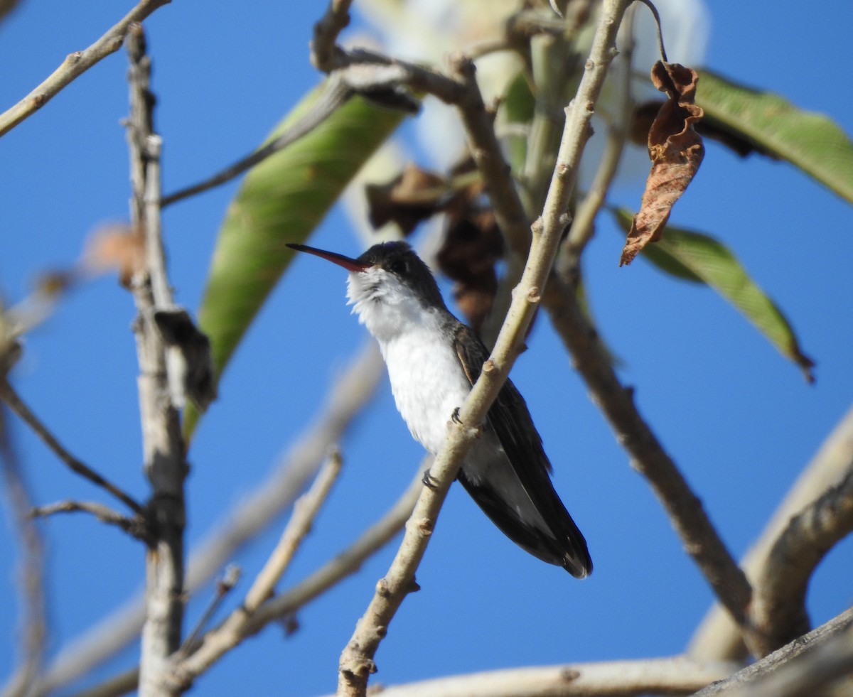 Violet-crowned Hummingbird - ML646468027