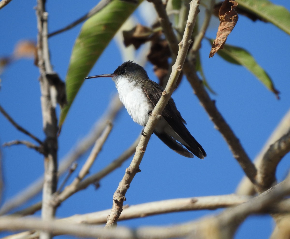 Violet-crowned Hummingbird - ML646468028