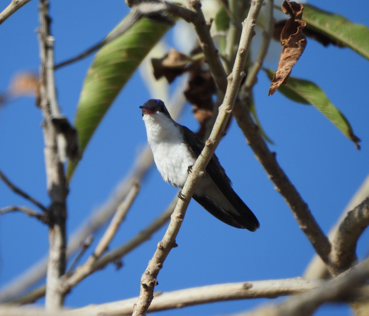 Violet-crowned Hummingbird - ML646468029