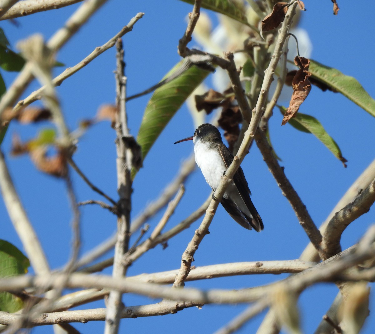 Violet-crowned Hummingbird - ML646468030