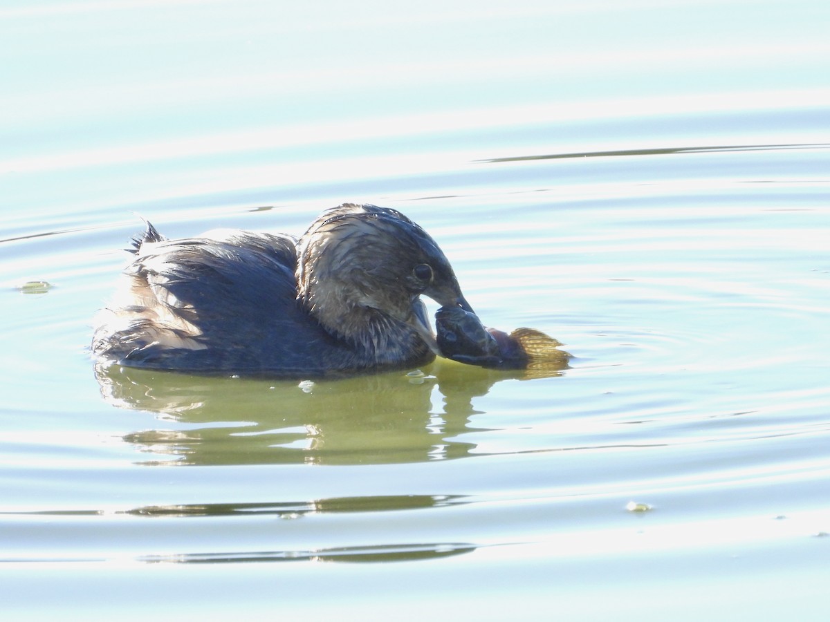 Pied-billed Grebe - ML646468031