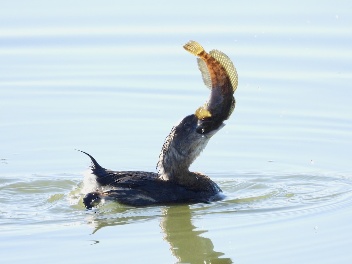 Pied-billed Grebe - ML646468032