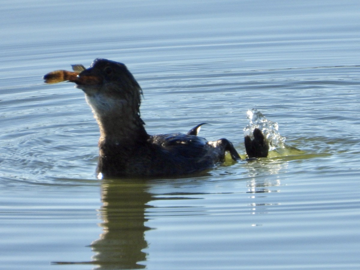 Pied-billed Grebe - ML646468033