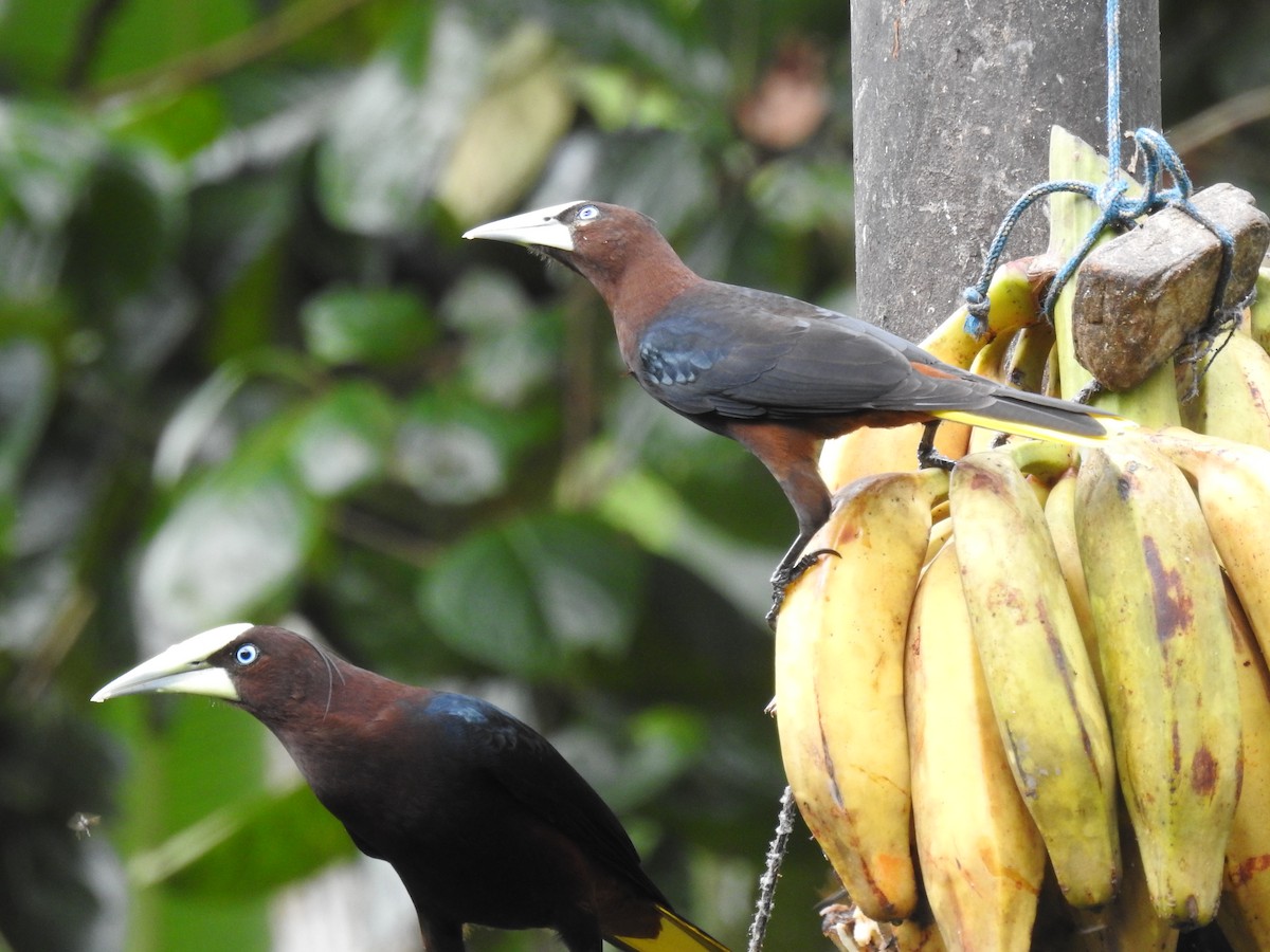 Chestnut-headed Oropendola - ML646468034