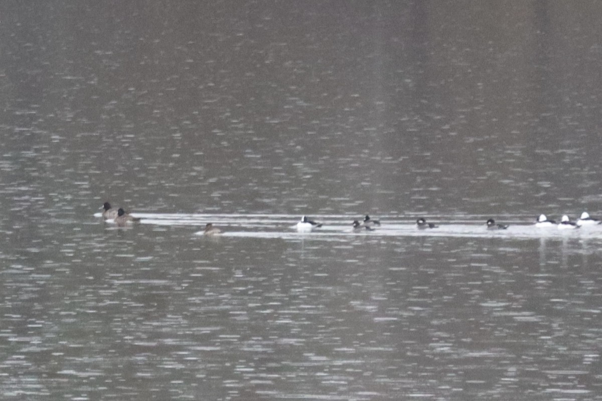 Bufflehead - ML646468035