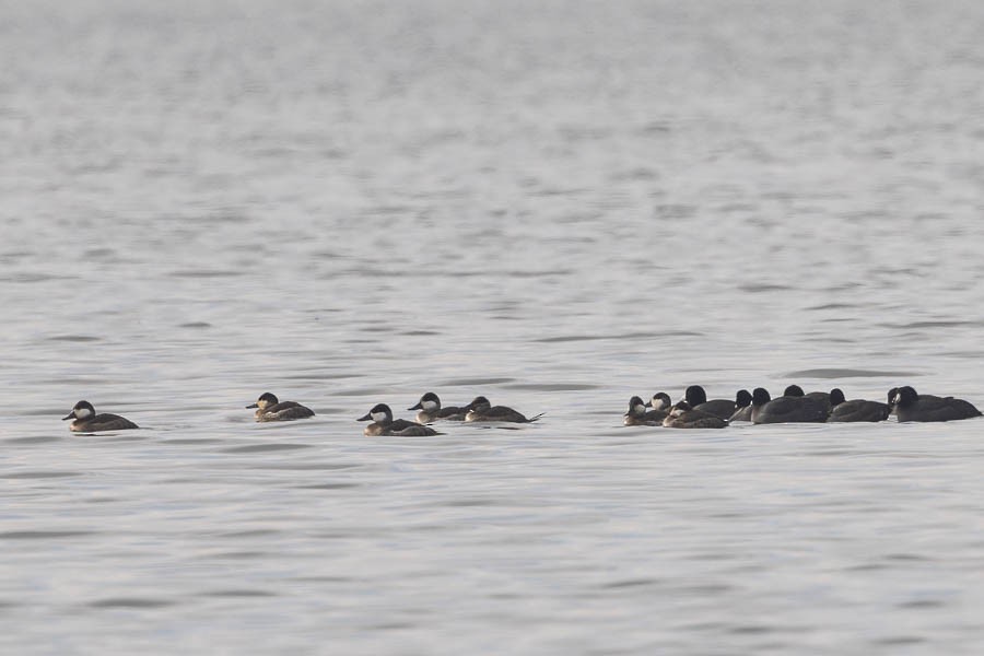 Gobbo della Giamaica - ML646468044