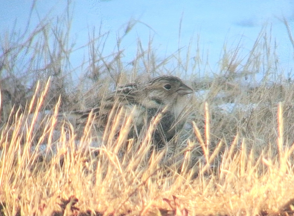 ostružka límcová - ML646468052