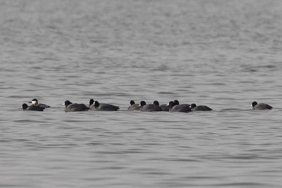 American Coot - ML646468058