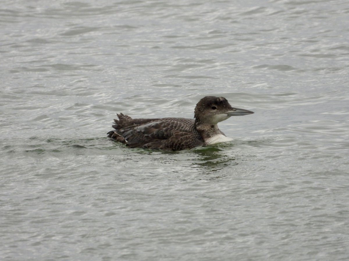 Common Loon - ML646468060