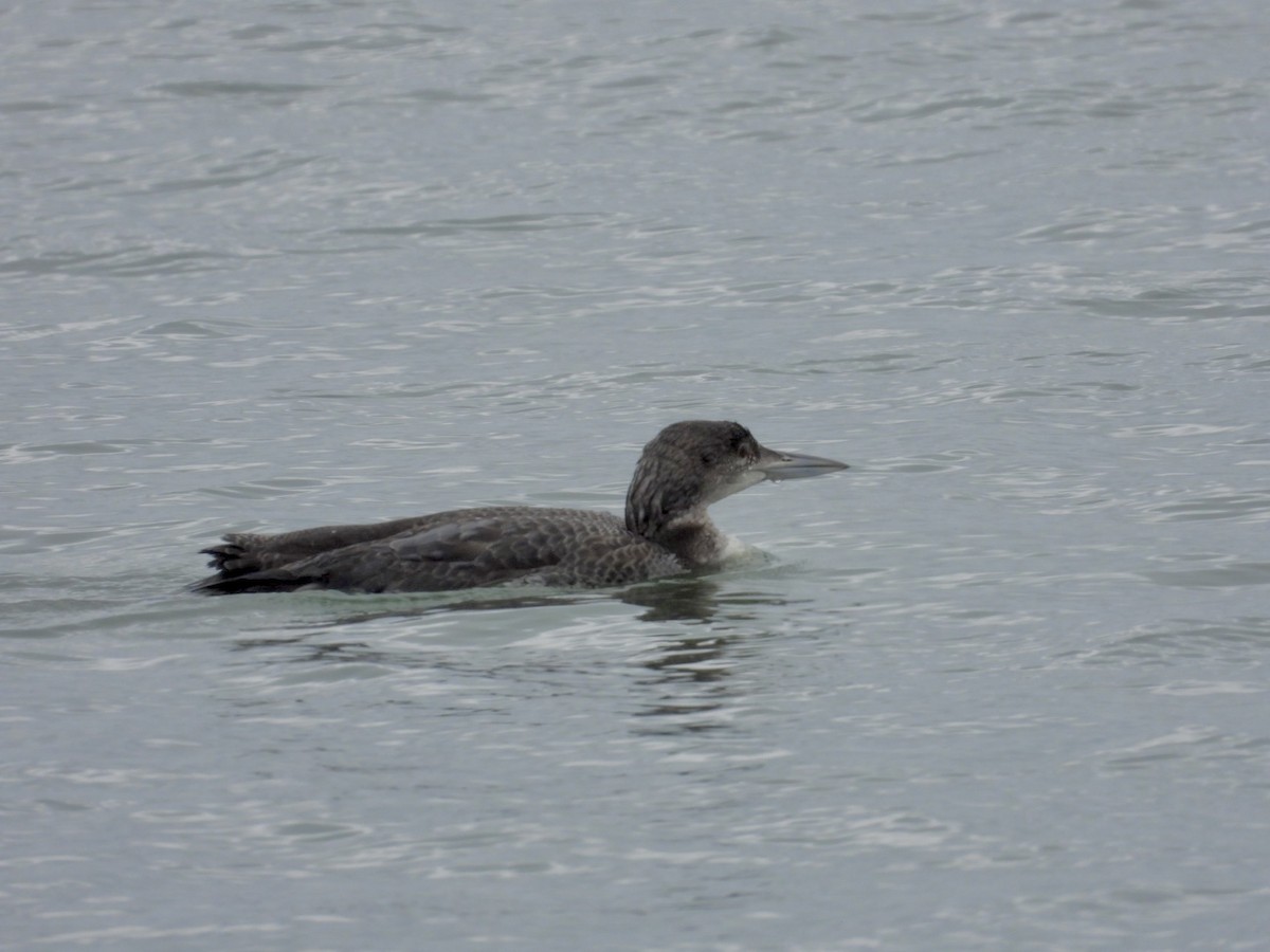 Common Loon - ML646468061