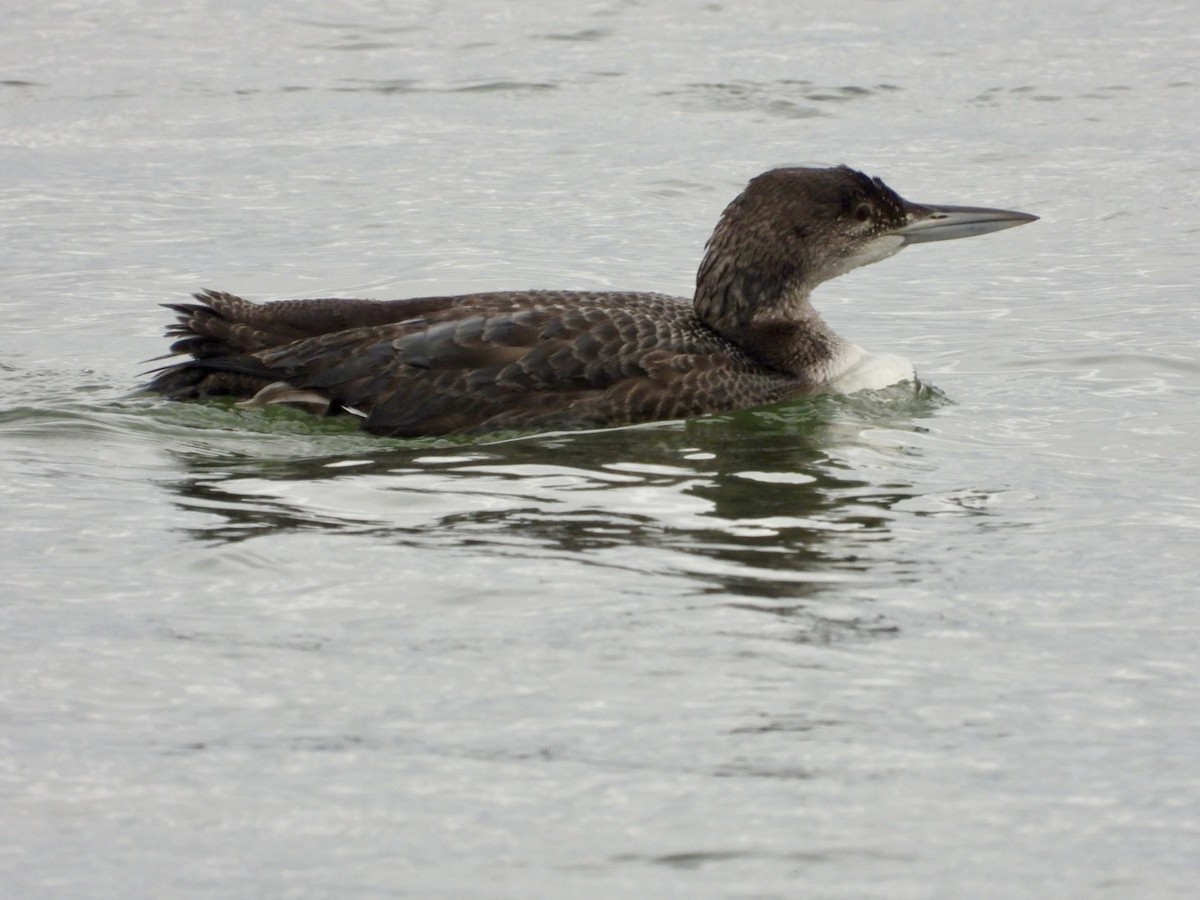 Common Loon - ML646468062