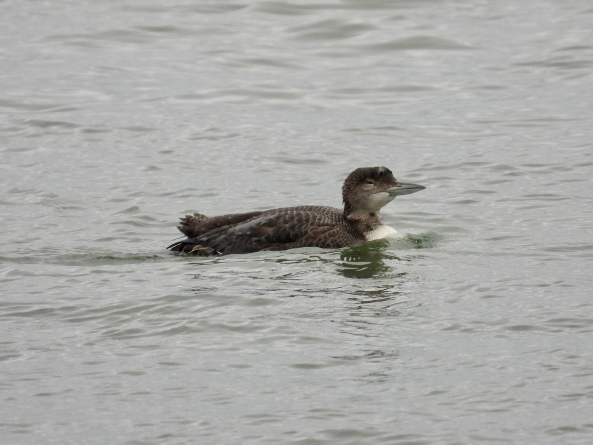 Common Loon - ML646468063