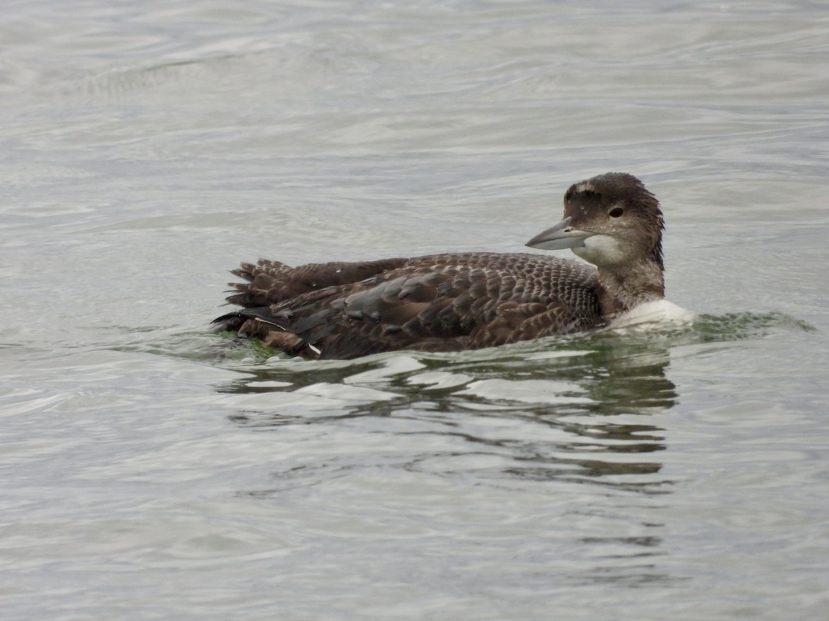 Common Loon - ML646468064