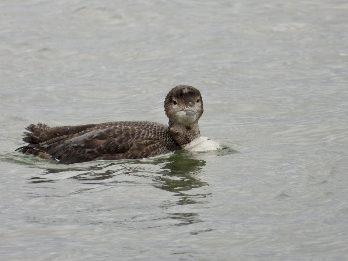 Common Loon - ML646468065