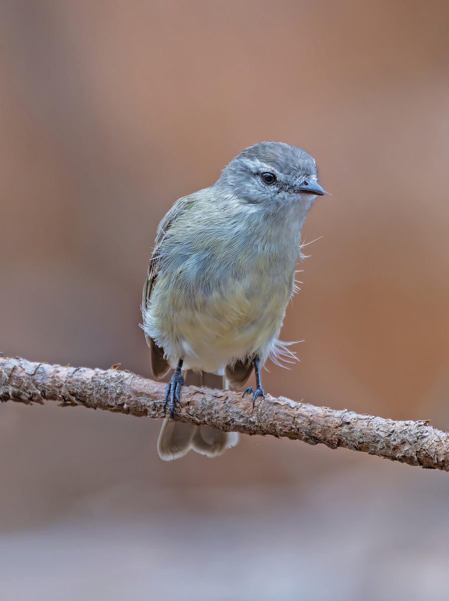 Planalto Tyrannulet - ML646468067