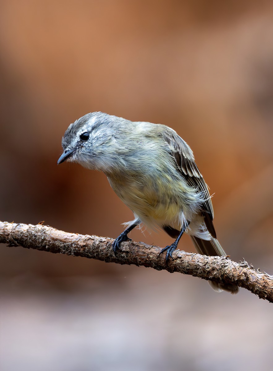 Planalto Tyrannulet - ML646468068