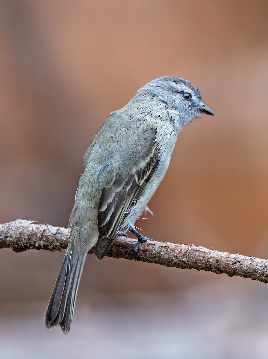 Planalto Tyrannulet - ML646468069