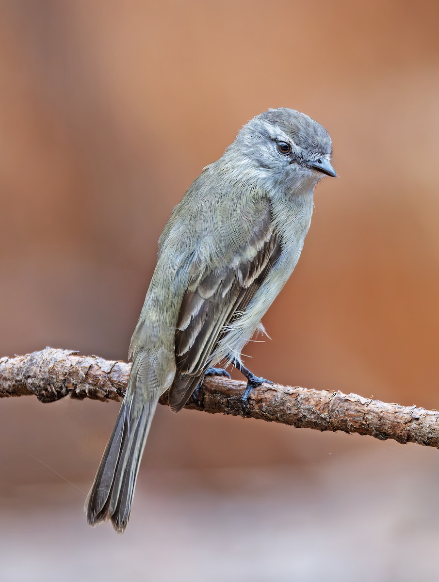 Planalto Tyrannulet - ML646468070