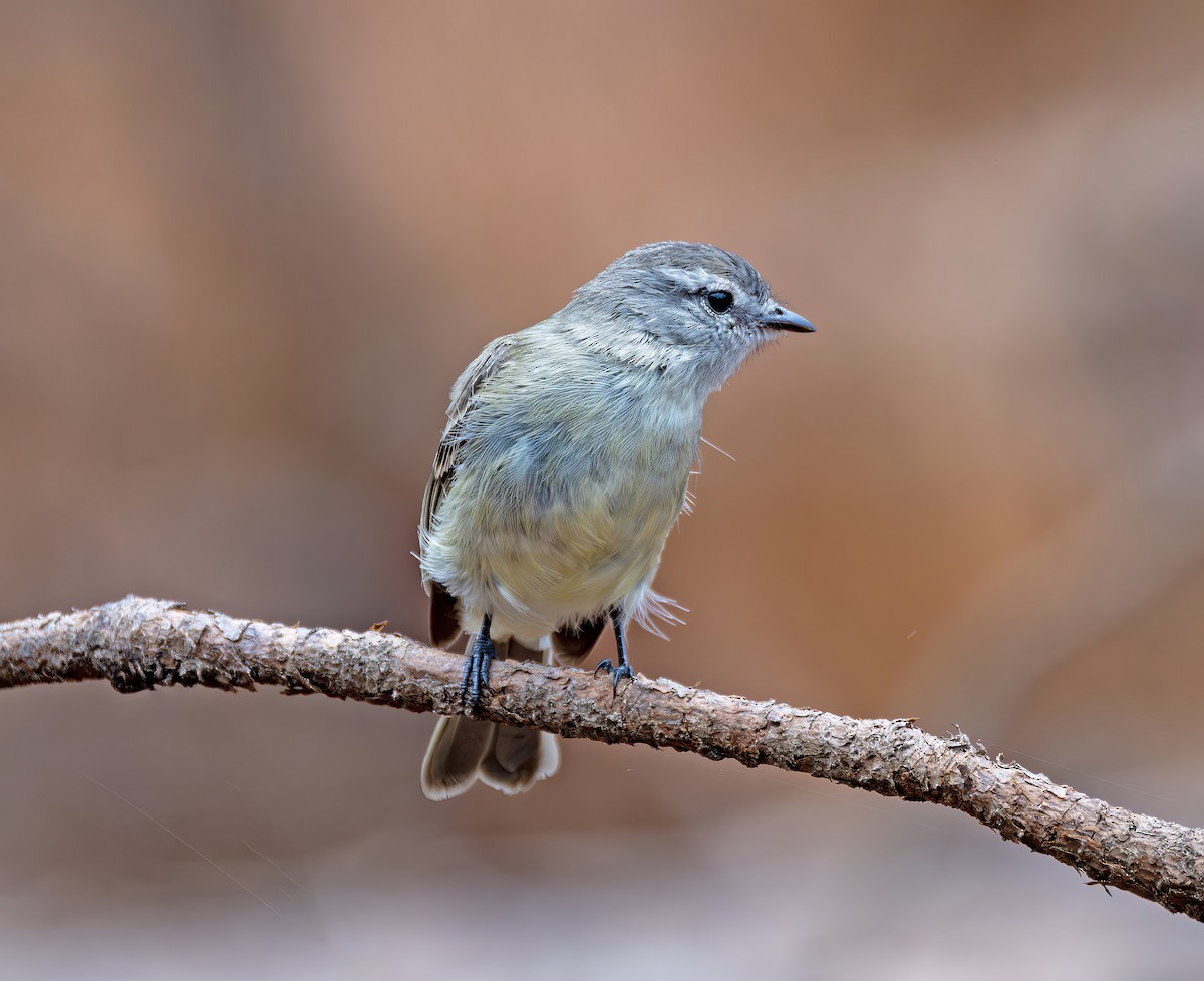 Planalto Tyrannulet - ML646468071