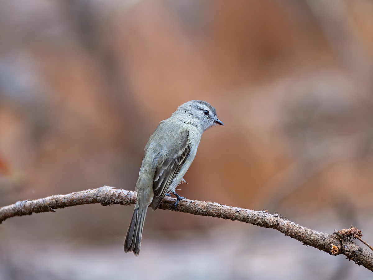 Planalto Tyrannulet - ML646468072
