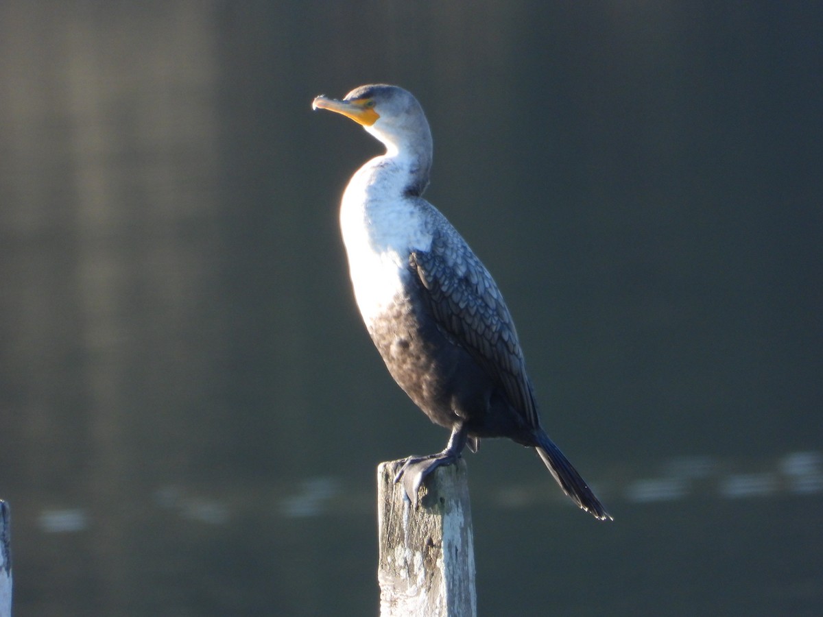Double-crested Cormorant - ML646468073