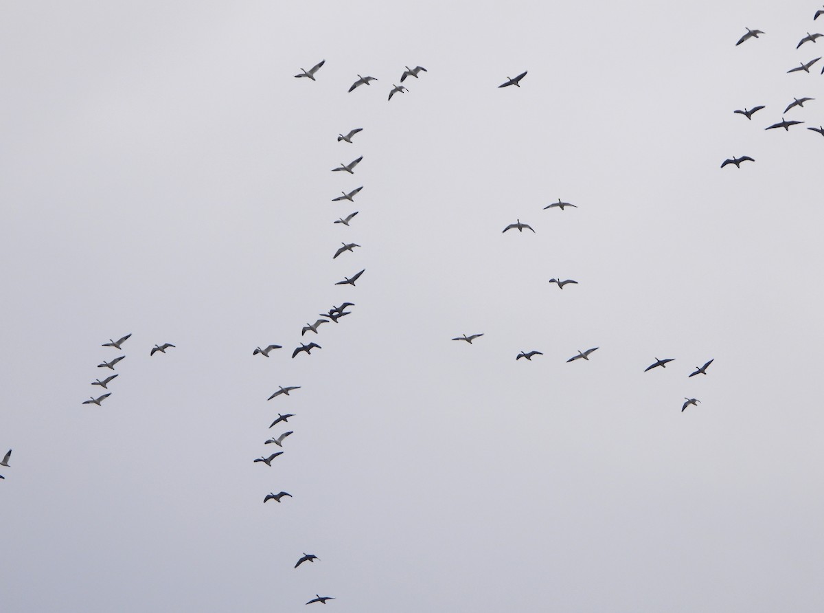 husa sněžní - ML646468075