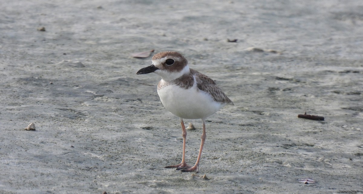 ウィルソンチドリ - ML646468076