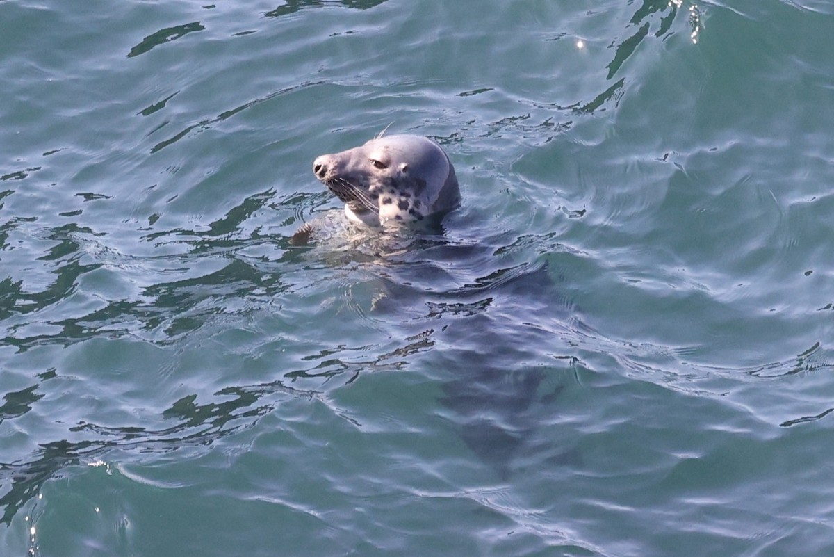 Grey Seal - ML646468077